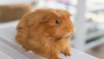 Cavia sul tavolo