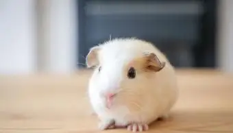 Simpatico porcellino d'India