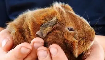 bambino, presa a terra, cavia