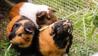 Pet porcellini d'India che mangiano erba