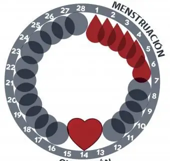 cycle menstruel de 28 jours