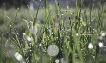 濡れた草の写真にオーブが見られます。