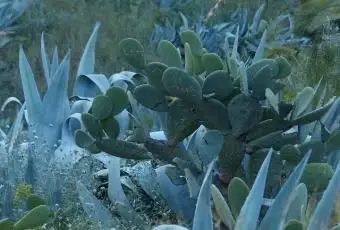 fico d'india piantato con agave