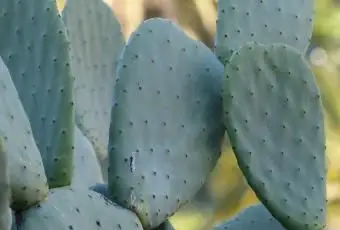 fico d'india senza spine