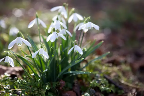 Trowel and garden hand fork