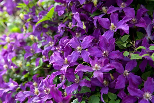 Clematis viticella