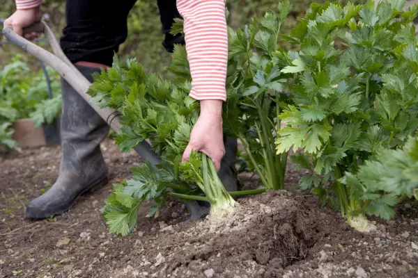 Harvesting celeriac