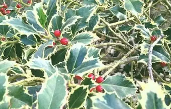 斑入りのヒイラギの葉