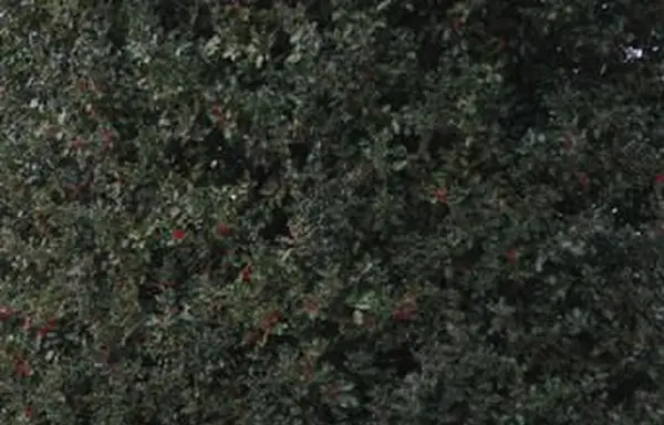 常緑のヒイラギスクリーン