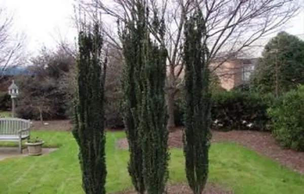 円柱状のヒイラギ