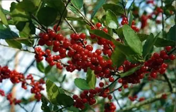 ペンデュラのクローズアップ