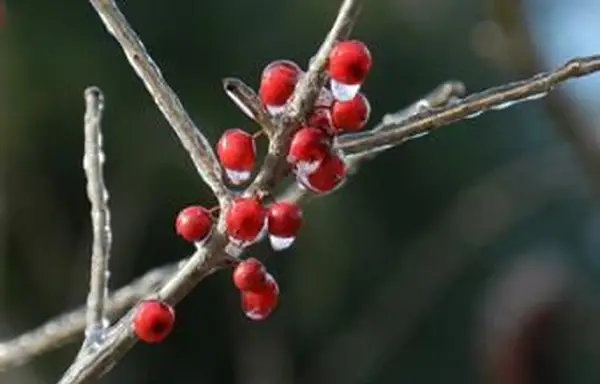 葉のないヒイラギの茂み