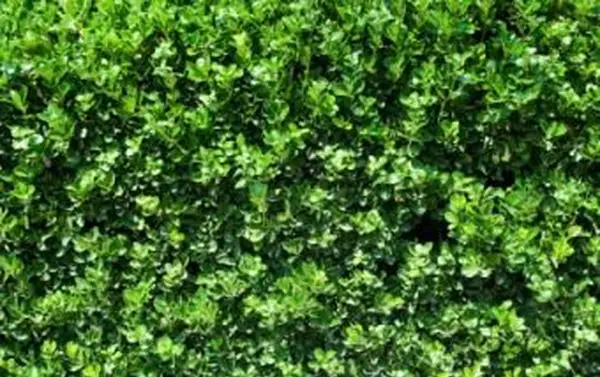 イボタノキの生け垣