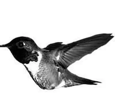 Hummingbirdtat.webp