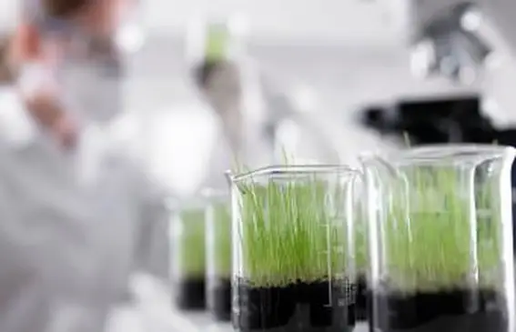 ビーカーで育つ苗