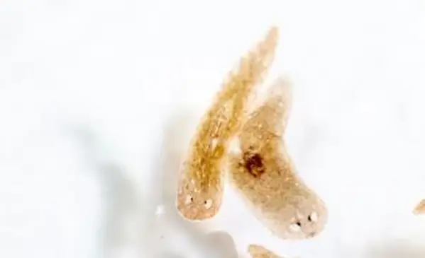 顕微鏡で見たプラナリア寄生虫