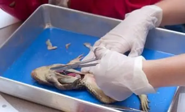 カエルを解剖する学生