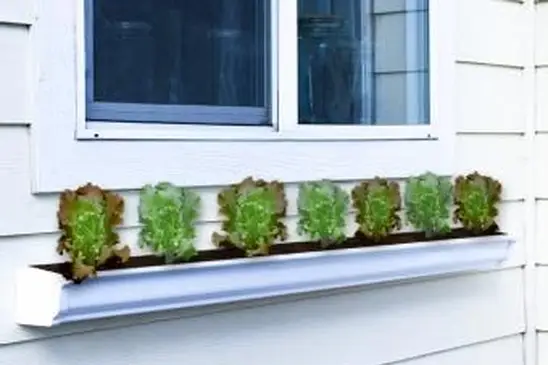 giardino di grondaia di insalata