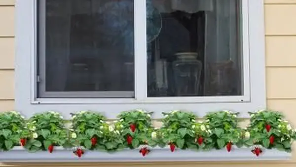 giardino di grondaie alla fragola