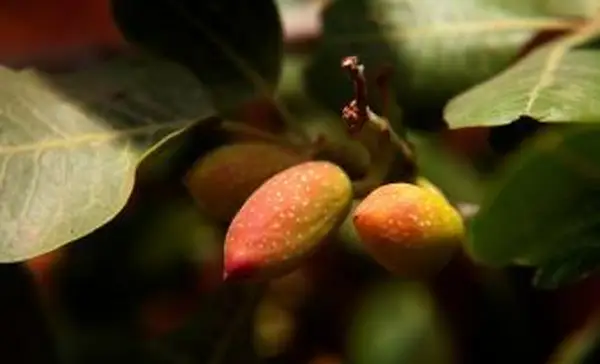 pistacchi pronti per la raccolta