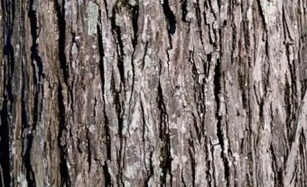 Hickoryho kôra