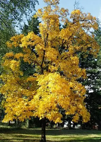 Hickey Tree so zlatými listami