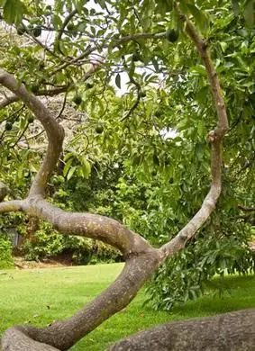 건강한 나무를 위해 비옥하게하다