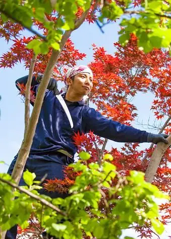 Giardiniere che pota alberi