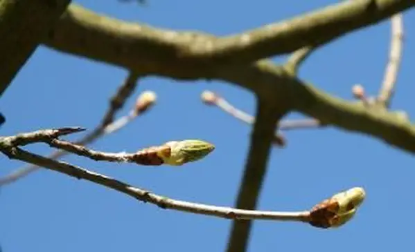 ענף ערמונים באביב