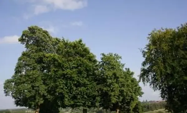 קבוצת עצי ערמון