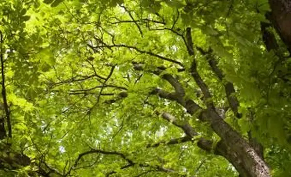 מבט אל עץ הערמונים הגדול