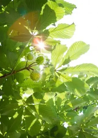 עלי עץ ערמונים