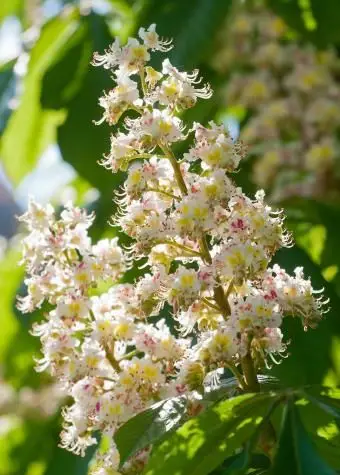 פרחי עץ ערמונים פורחים