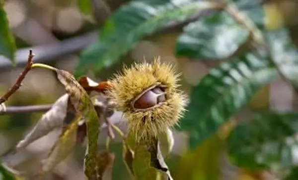 פרי ערמונים על עץ