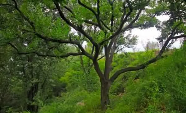 עצי ערמונים סיניים בשיפוע