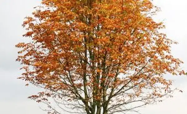 עץ ערמונים בתחילת הסתיו