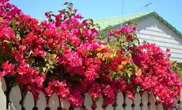 červená popínavá rastlina