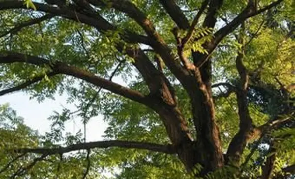 kmeň a vetvy kobylky