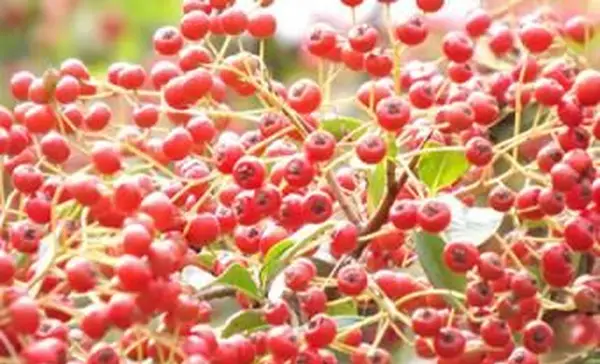 ovocie červeného pyracantha