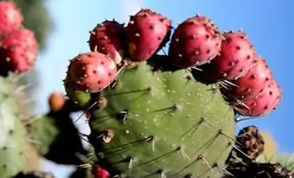 tŕň kaktusu opuncie