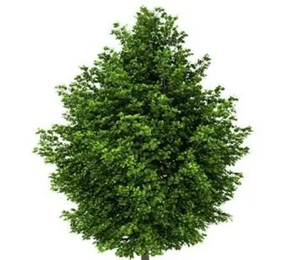 シルバーメープルの木