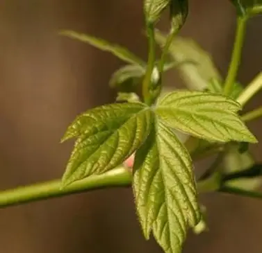 ボックスエルダーリーフ