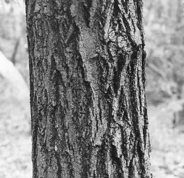 ボックスエルダートランク