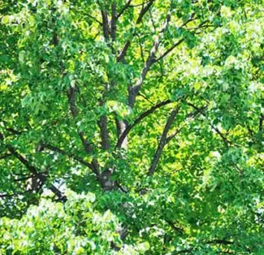 ボックスエルダーツリー