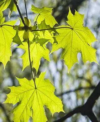ノルウェーのカエデの木の葉
