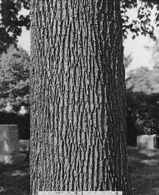 ノルウェーメープルトランク