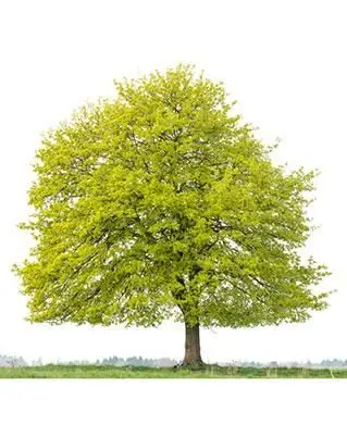 ノルウェーのカエデの木