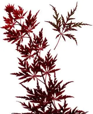 葉のある日本のカエデの枝