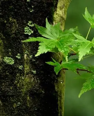 イロハモミジの幹