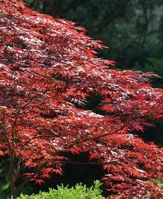 日本のカエデの木